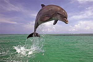 Смогут ли корабли плавать как дельфины