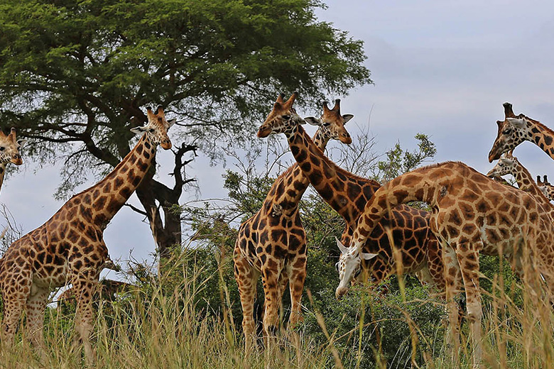 Экоактивисты выступают против TotalEnergies