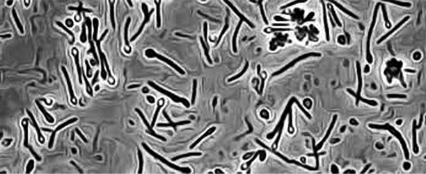 На страже климата — бактерии