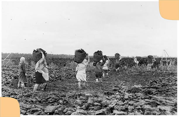 Уборка кускового торфа