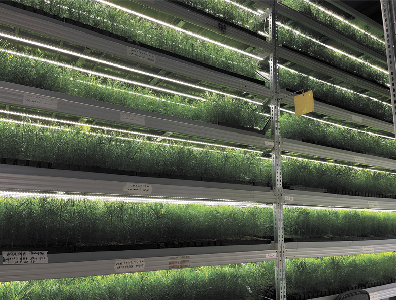 Питомник саженцев КемГУ